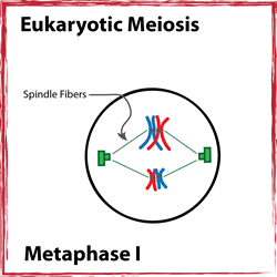 Metaphase I